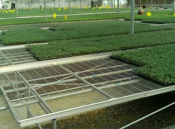 <a href='http://m.xunlingshi.com/miaochuangsheshi/199.html'target='_blank'><a href='http://m.xunlingshi.com/miaochuangsheshi/199.html'target='_blank'><a href='http://m.xunlingshi.com/miaochuangsheshi/199.html'target='_blank'>育苗床</a></a></a>.jpg