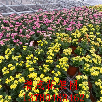 <a href='/' target='_blank'><a href='/' target='_blank'>溫室苗床</a>網(wǎng)</a>廠(chǎng)家